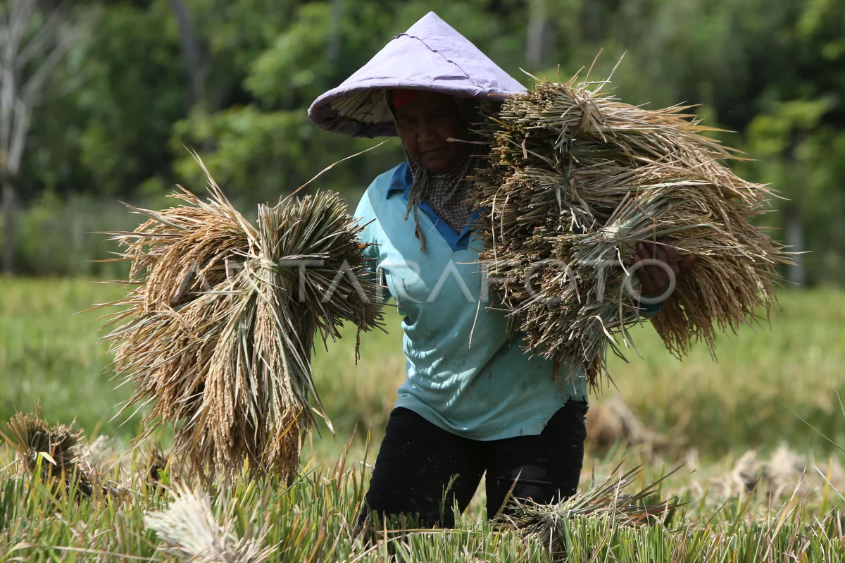 Menaikkan Harga, Rangsang Petani Meningkatkan Kualitas Panen