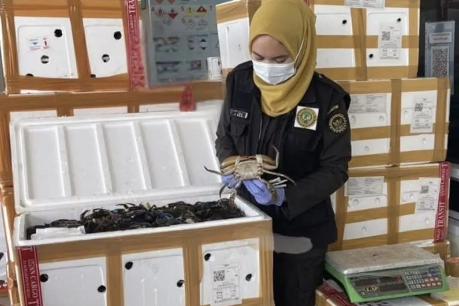 Ribuan Kepiting Kalsel Terbang ke Tiongkok! Nilainya Tembus Rp600 Juta, Begini Proses Ketat Sebelum Ekspor