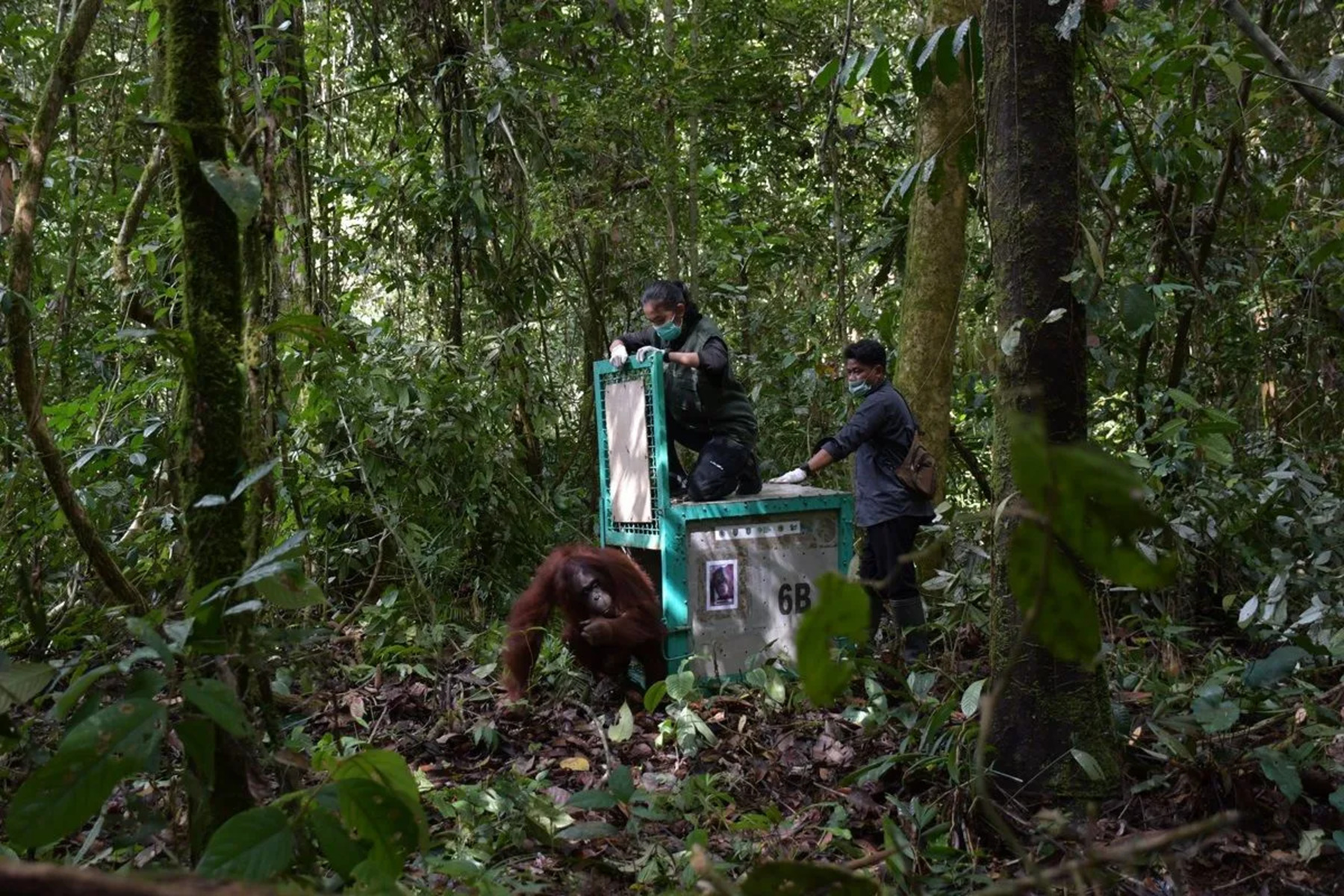 Momen Haru! Lima Orangutan Akhirnya Kembali ke Alam Liar Kalimantan Setelah Bertahun-tahun Rehabilitasi