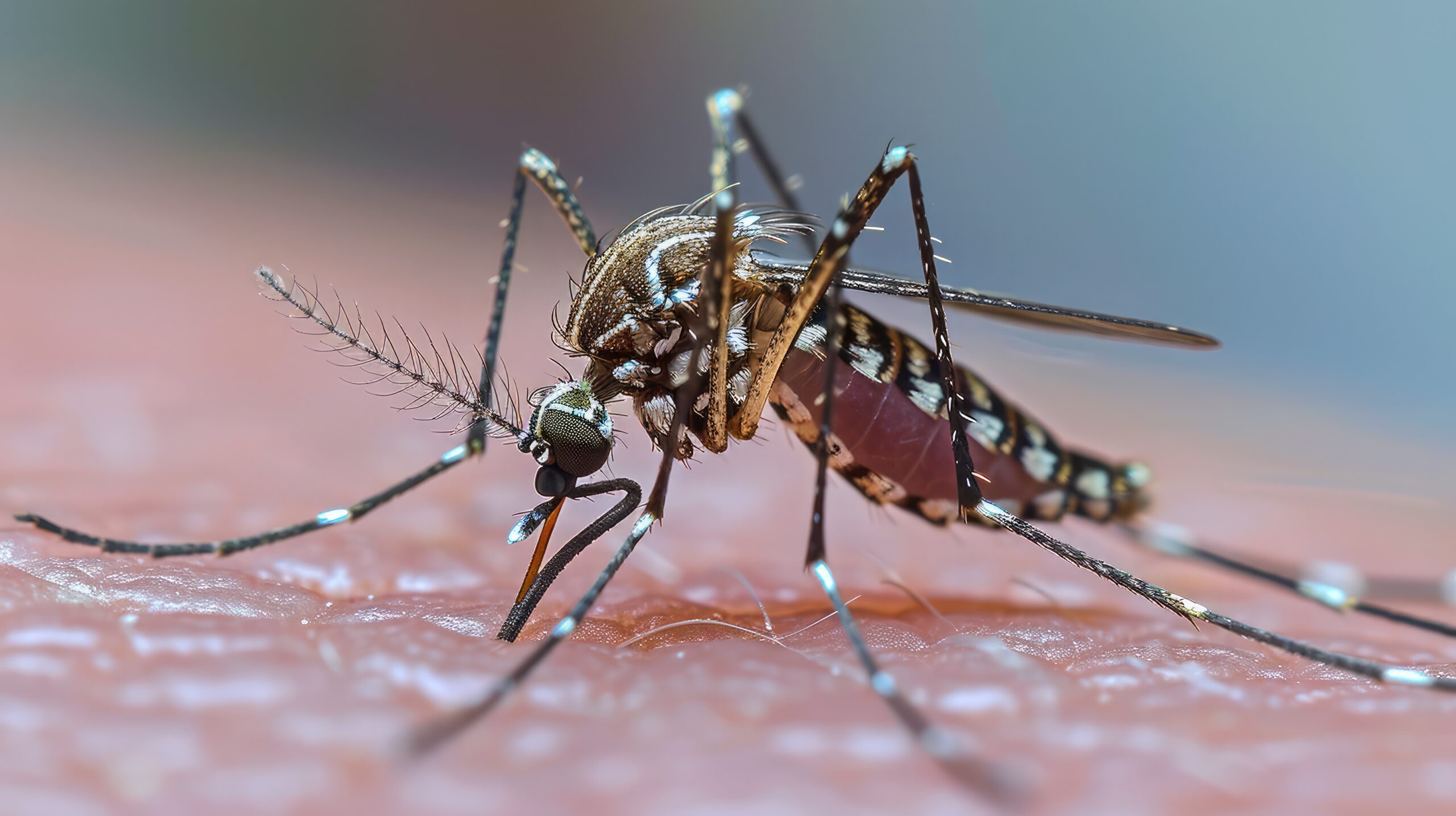 Bengkulu Waspada! Kasus DBD Naik Drastis Hingga Dua Remaja Meninggal Dunia