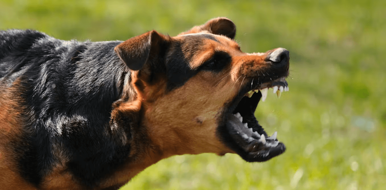 Lima Anjing Liar Serang Anak di Lombok Tengah, Luka 12 cm di Perut dan Cakar di Kepala