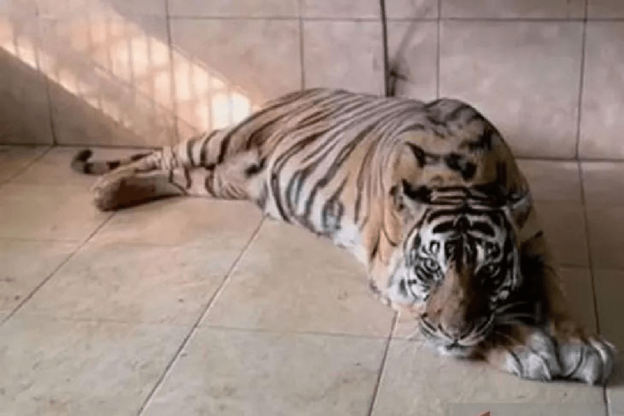 Harimau Legendaris Si Uni Mati, Taman Rimba Jambi Kehilangan Ikon