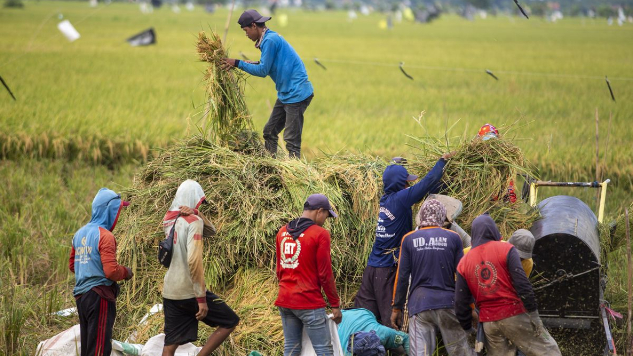 Petani Harus Lebih Banyak Nikmati Manfaat Kenaikan Produksi Pangan Ketimbang Tengkulak