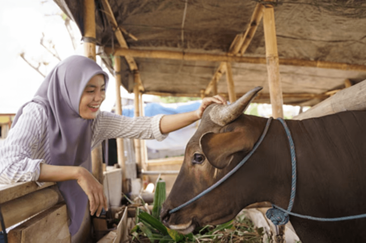 Dari Penyakit Zoonosis Sampai Syarat Syariat, Ini Kriteria Hewan Kurban yang Sehat Menurut Pakar dari IPB