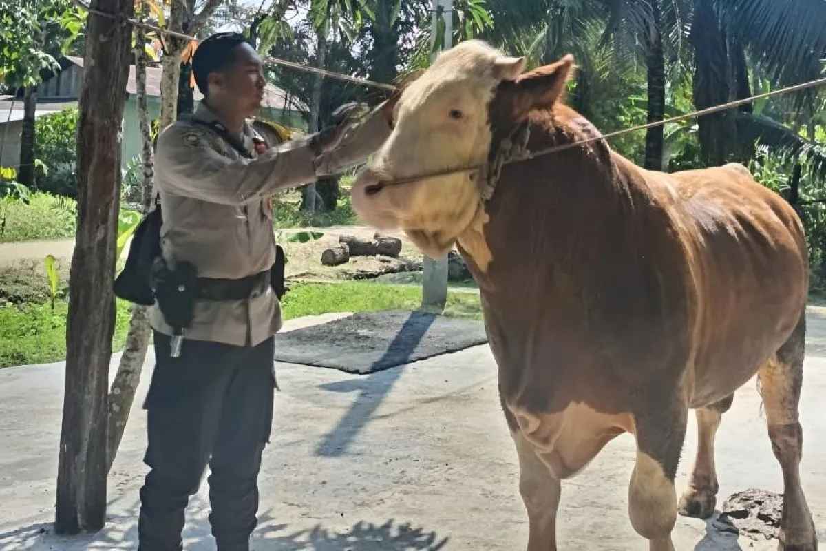 Dari Polisi Jadi Peternak Sukses! Sapi Milik Brigadir Ini Jadi Kurban Presiden Prabowo di Riau