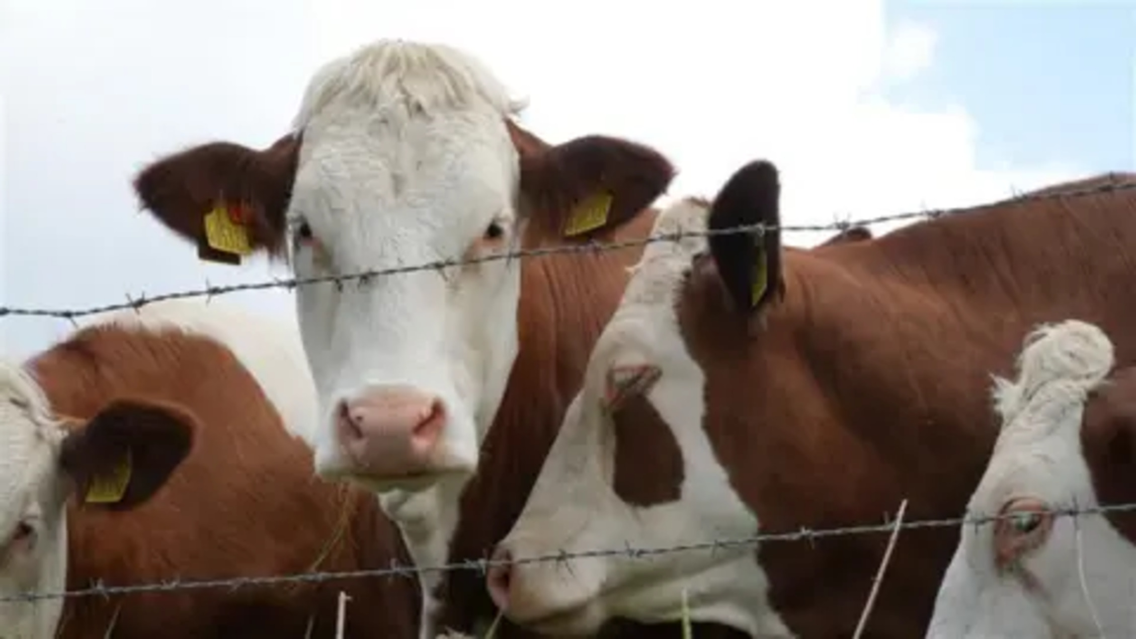 Dibeli Presiden Seharga Rp90 Juta! Sapi Raksasa Milik Warga Probolinggo Jadi Kurban Istimewa Idul Adha 2025