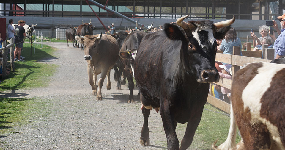 Hebat! Sapi 935 Kg dari Blora Jadi Kurban Presiden Prabowo, Harganya Tembus Rp82 Juta