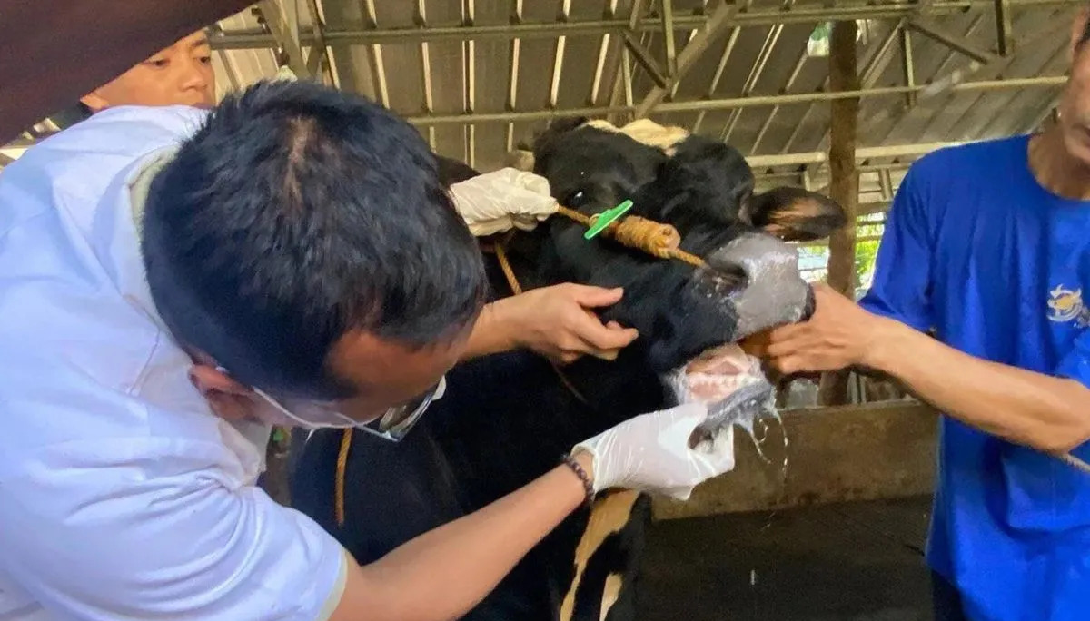 Nggak Cuma Jualan, Pedagang Kurban Ini Ubah Limbah Sapi Jadi Pupuk