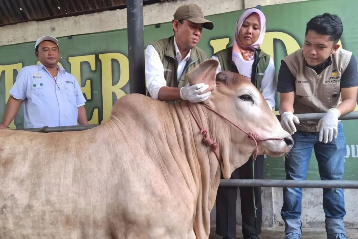 Pemkot Depok Temukan Ratusan Hewan Nggak Layak Kurban, Ini Penyebabnya