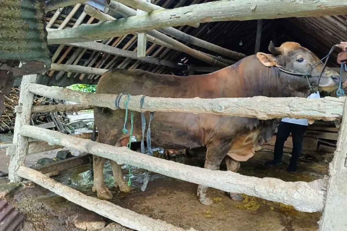 Presiden Prabowo Beri Sapi Kurban untuk Penggerobak Sampah dan Pasukan Kuning di Yogyakarta, Bobotnya Hampir 1 Ton!