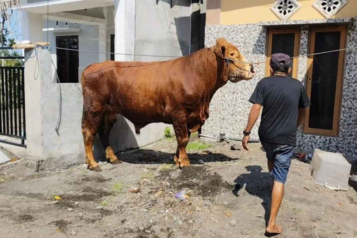 Presiden Prabowo Sumbang Sapi Seberat 1 Ton untuk Warga Lombok Timur! Dipotong di Masjid Agung Selong