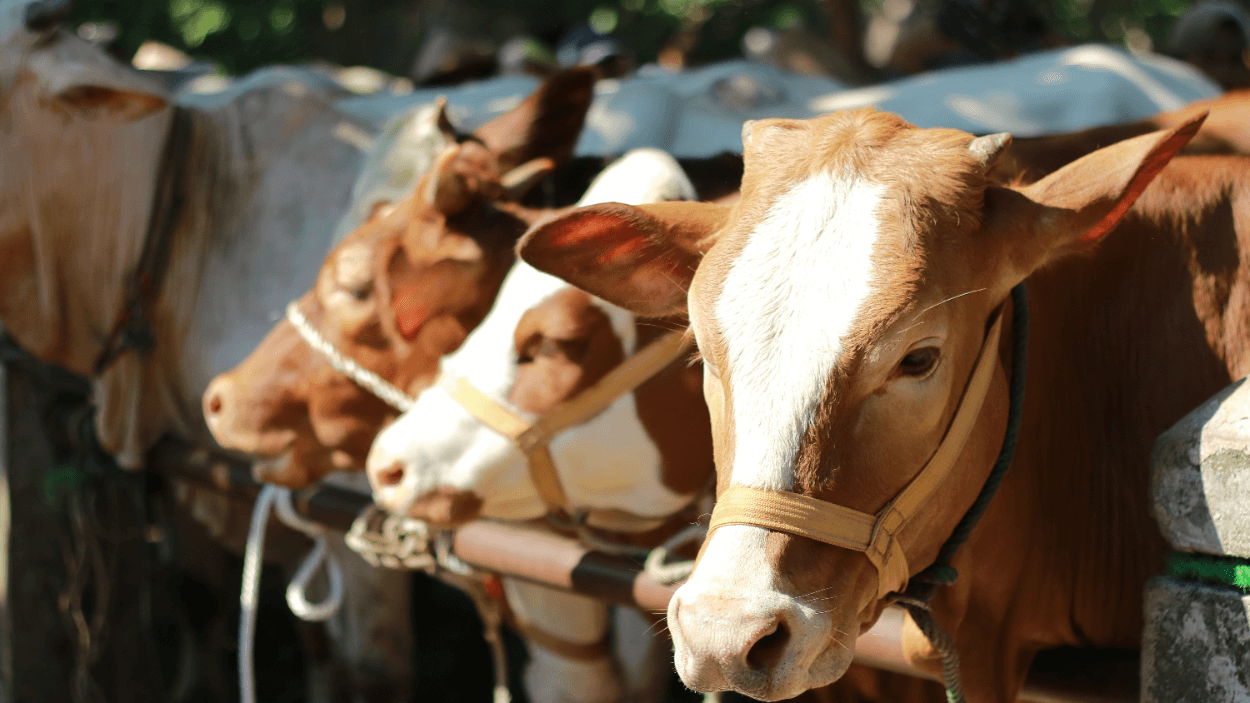Sapi Kurban Menyusut, Bekasi Alami Penurunan Jelang Idul Adha 1446 H