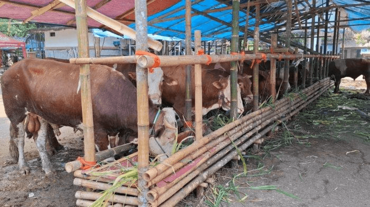 Sapi Kurban Terperosok di Lubang Saluran Air Kemayoran, Disembelih Langsung di Tempat