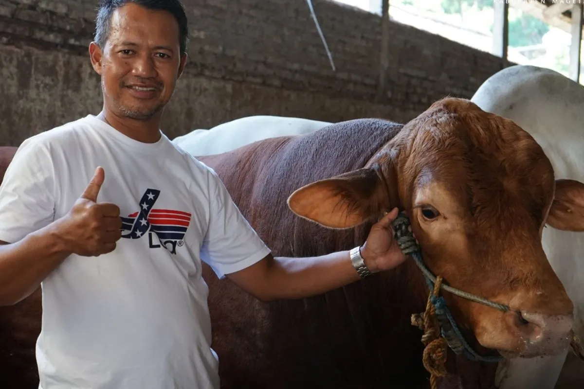 Sapi Raksasa Seberat 999 Kg dari Magetan Dipilih Jadi Hewan Kurban Presiden Prabowo!