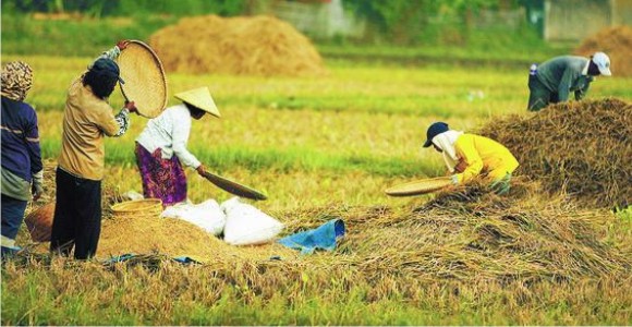 Sektor Pertanian, Perikanan dan Perkebunan Kembali jadi Penyelamat  
