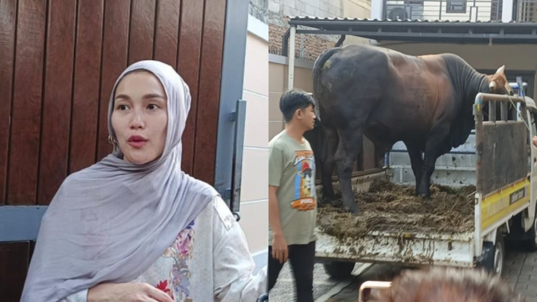 Ayu Ting Ting Kurban Sapi Limosin Seberat Nyaris 1 Ton, Tetangga Berkerumun Lihat Kedatangan Hewan Raksasa Ini