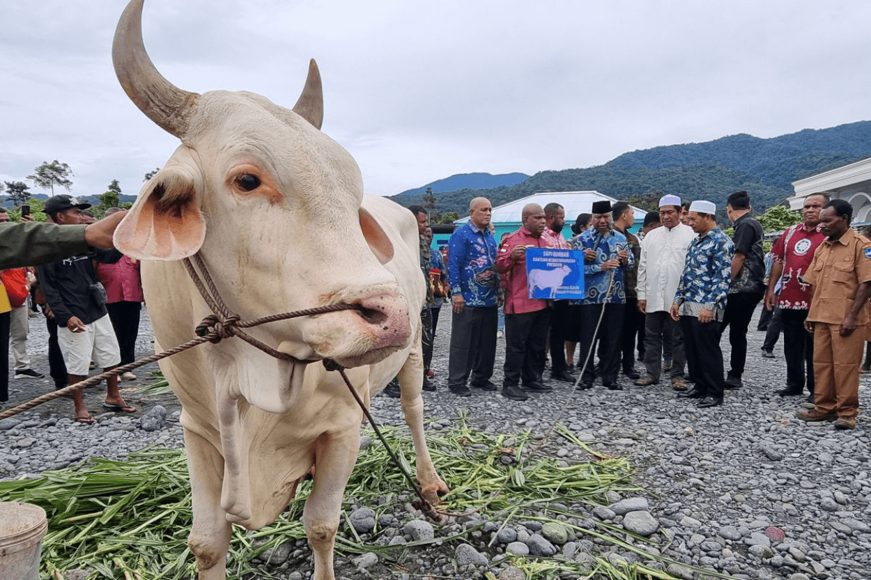 Idul Adha di Manokwari, Ratusan Hewan Kurban Disembelih untuk Tebar Kepedulian Sosial