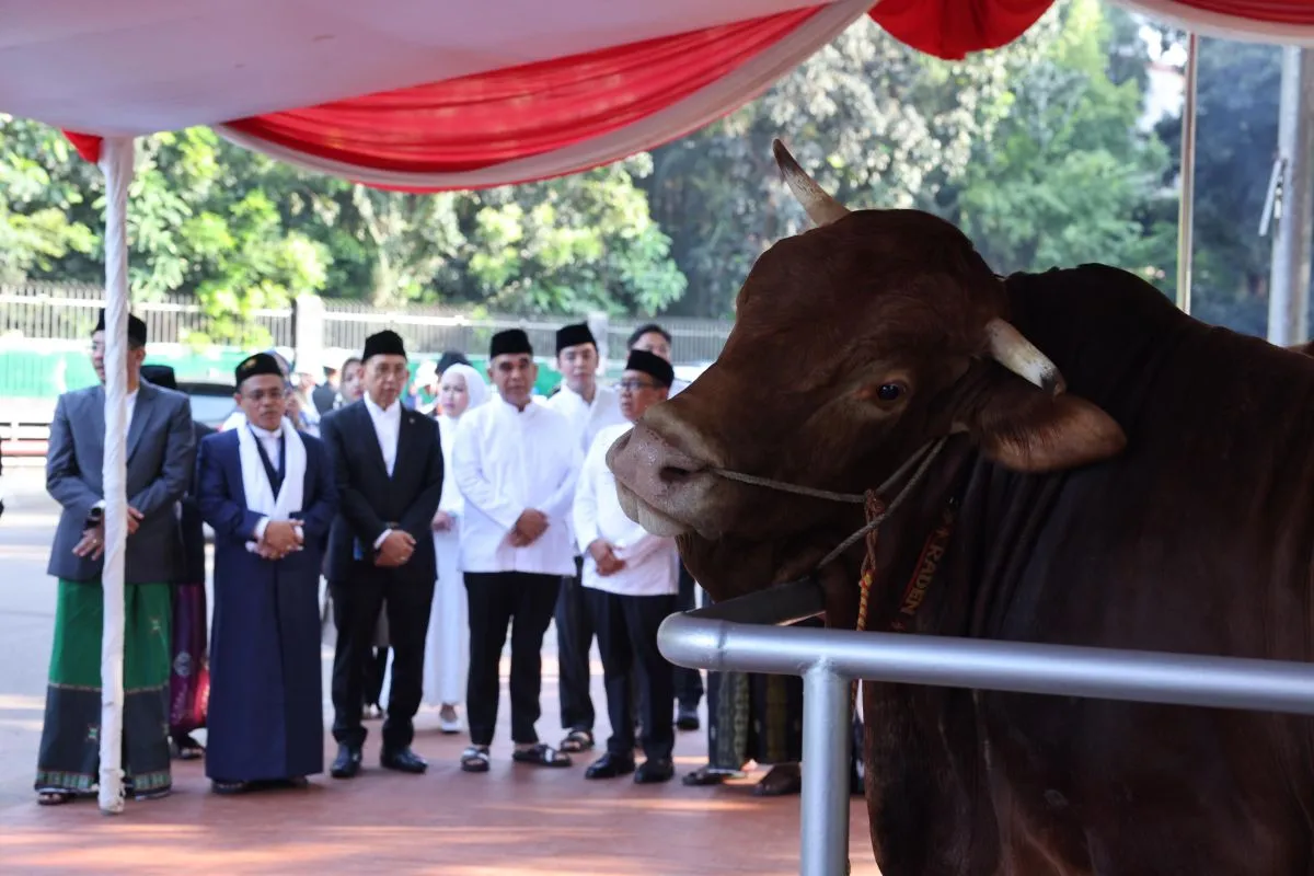 Presiden Prabowo Beli 985 Sapi Kurban Sekaligus!