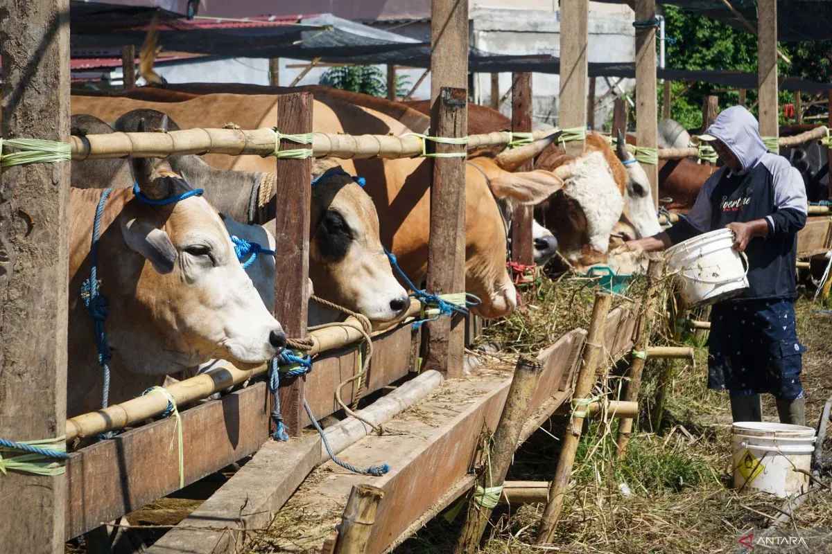 Kemendikdasmen Kurban 108 Ekor, 15 Ton Daging Dibagikan ke 25.000 Warga Se-Indonesia!