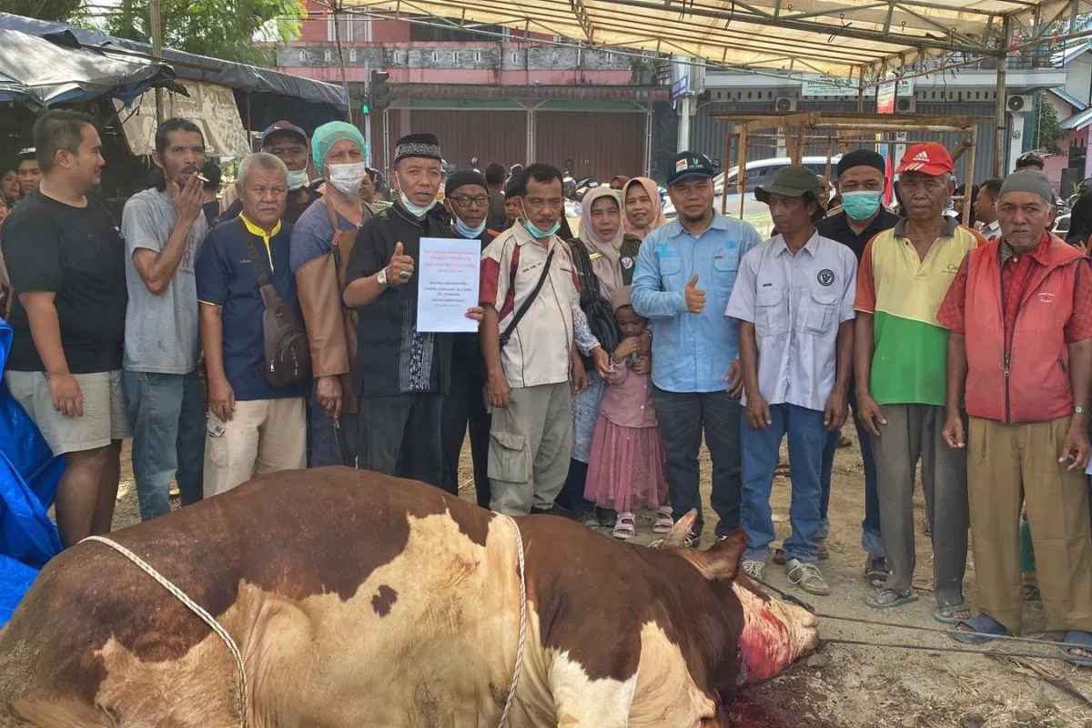 Presiden Prabowo Sumbang Sapi 1 Ton ke Pasaman Barat, 700 Warga Kebagian Daging Kurban!