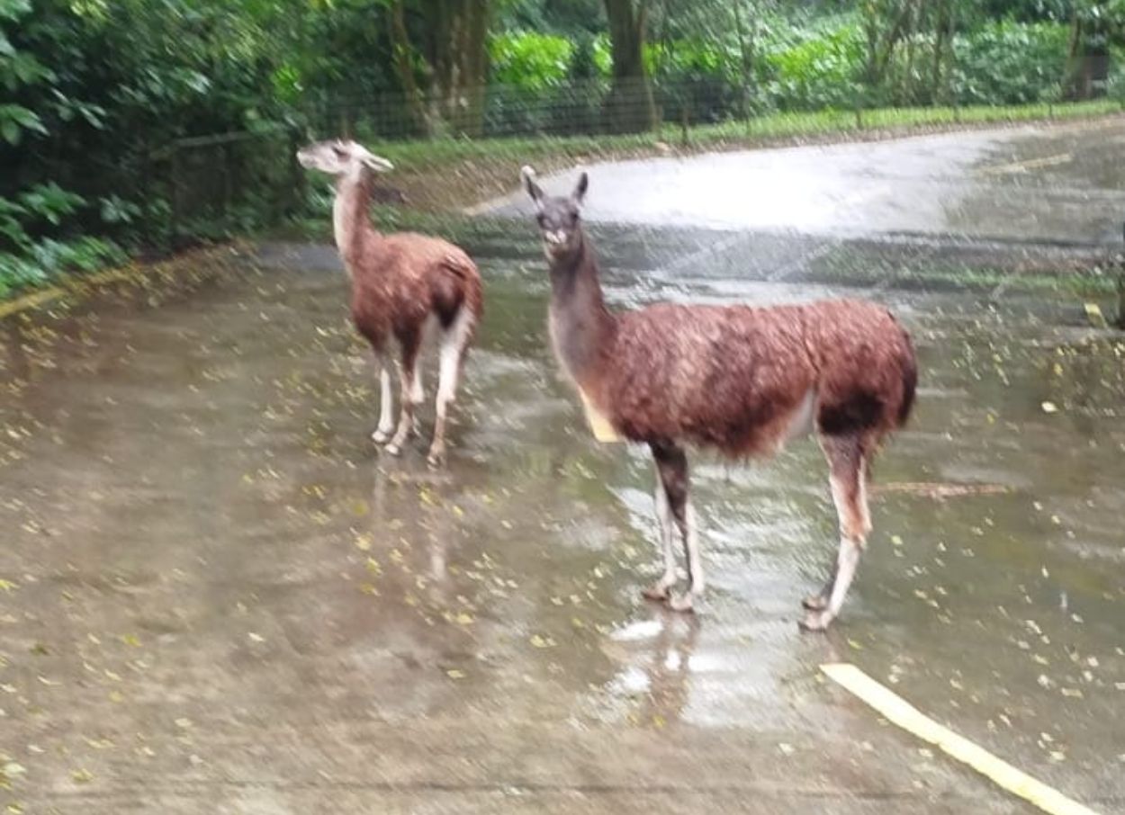 Guanako Taman Safari Bogor Suka Tidur di Jalan? Ternyata Ini Fakta Mengejutkannya!