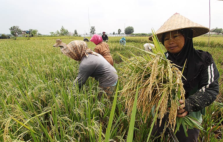 Revisi UU Pangan Harus Mampu Menjawab Tantangan Terkini