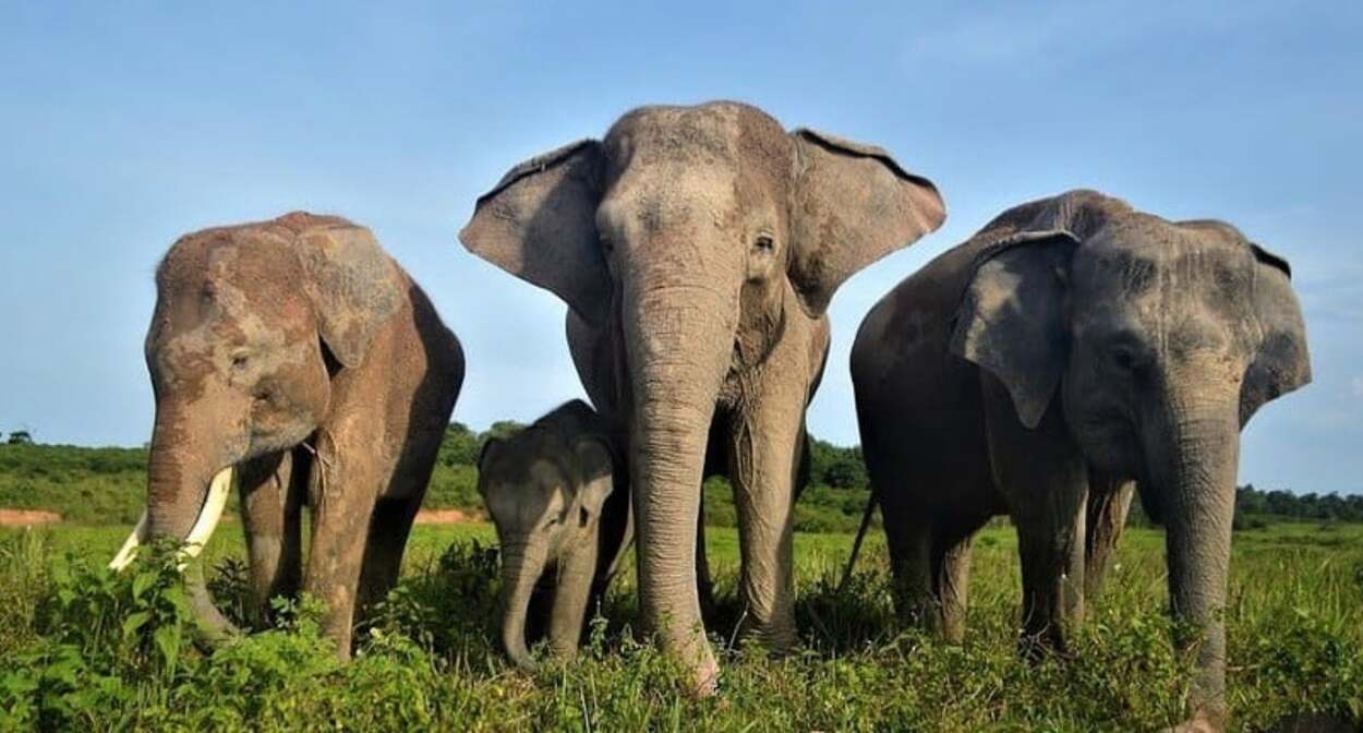 4 Wisata Alam Hits Lampung, Bisa Snorkling, Surfing, bahkan Sampai Ketemu Gajah