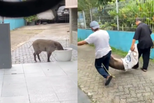 Fakta Sebenarnya soal Babi Liar di Pejaten! Jakarta Nggak Pernah Larang Ternak Babi, Tapi...