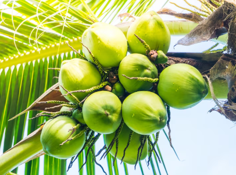 Manfaat Air Kelapa Muda untuk Kesehatan: Bikin Kulit Glowing, Jantung Sehat, dan Tubuh Kuat!