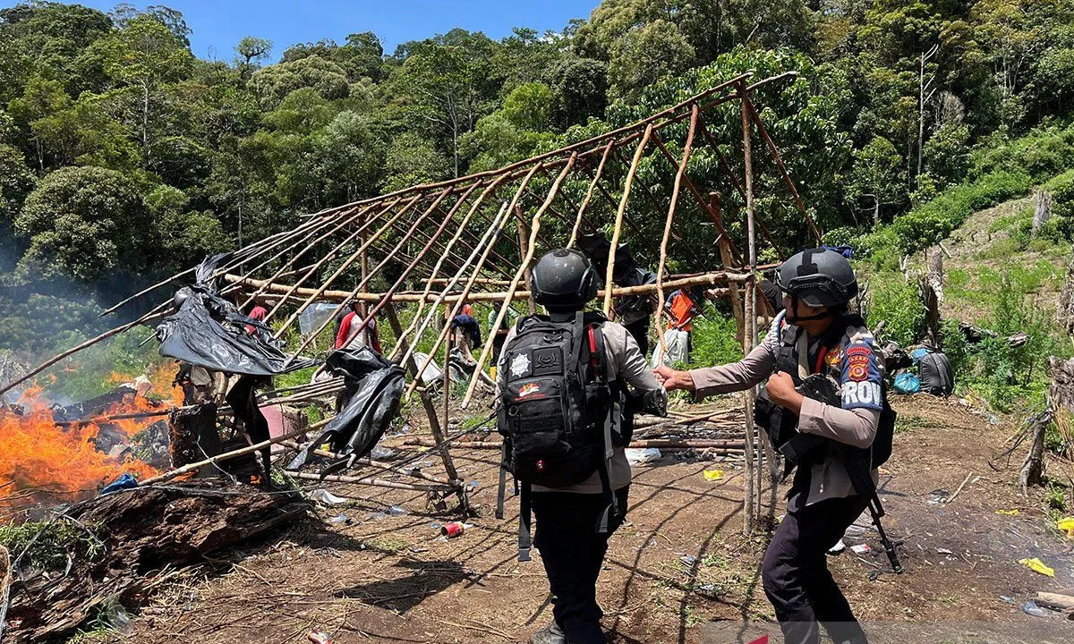 Polri Bongkar Ladang Ganja Raksasa 25 Hektare di Aceh, 180 Ton Siap Edar Dimusnahkan!