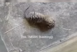 Anak Harimau Sumatra Mati di TMSBK Bukittinggi, Diduga Karena Malnutrisi dan Dehidrasi