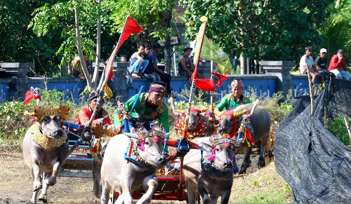 Spektakuler! 250 Pasang Kerbau Adu Cepat di Jembrana, Perebutkan Piala Kapolda Bali