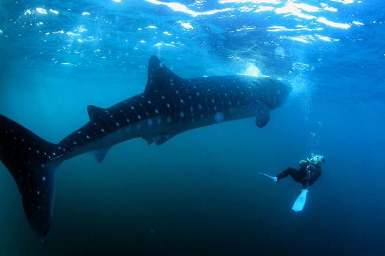 Indahnya Wisata Sumbawa: Snorkeling dan Diving Bersama Whale Shark di Teluk Saleh