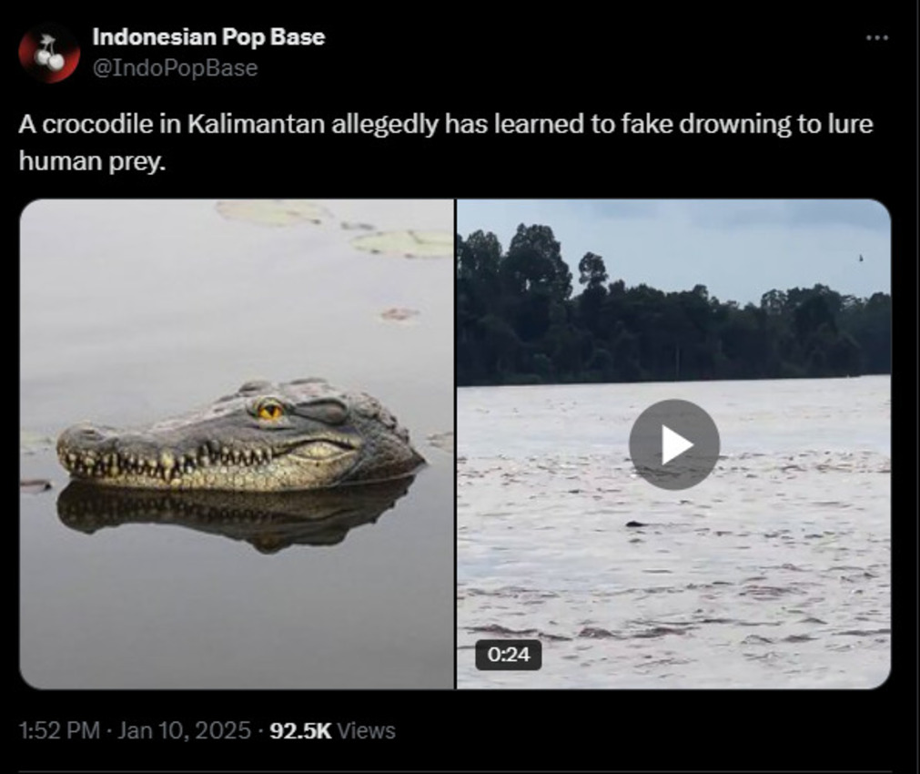 Bikin Netizen Heboh! Seekor Buaya di Kalimantan Diduga Telah Belajar 'Menipu' untuk Memikat Mangsa Manusia