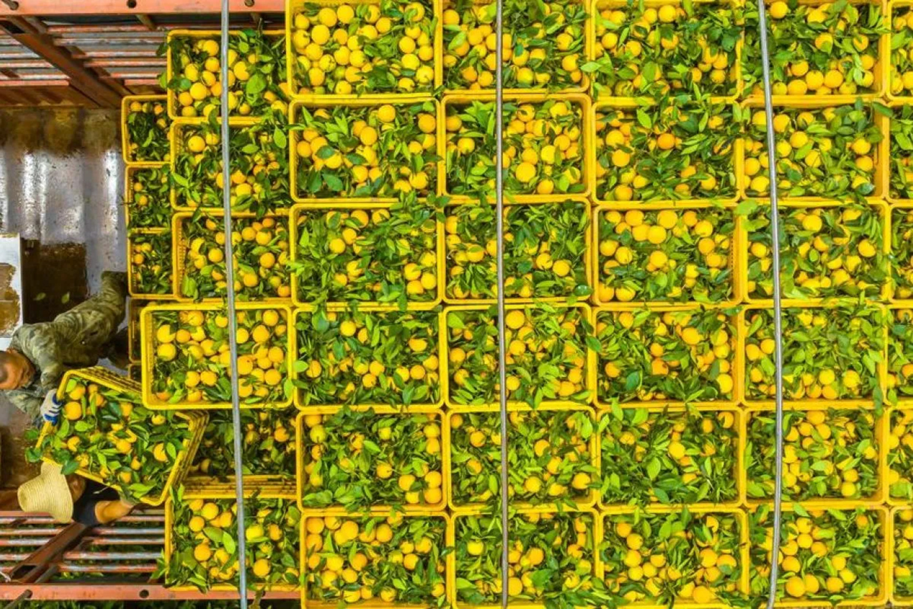 Ilmuwan Temukan Mekanisme Pertahanan Alami Pertama terhadap Penyakit Mematikan Jeruk Citrus Greening