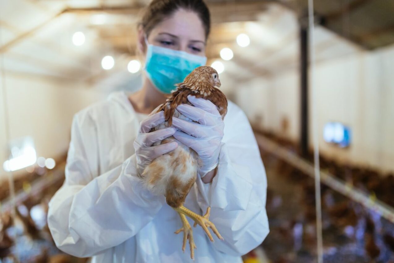 Kematian Pertama Akibat Flu Burung di AS, Kekhawatiran Penularan Terhadap Manusia Meningkat