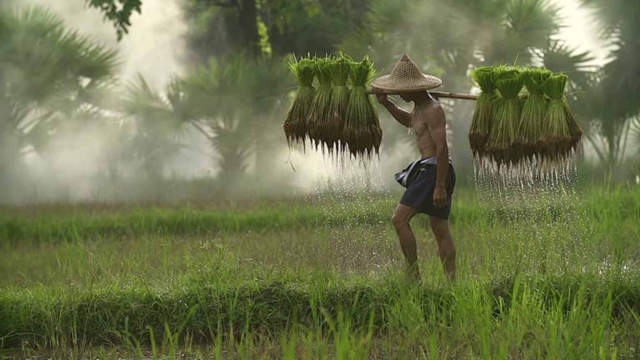 Kenaikan HPP Gabah Jadi Angin Segar Bagi Petani Kotawaringin Timur