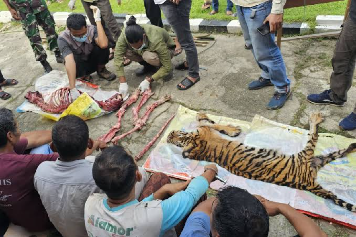 Membantai dan Menguliti Harimau Sumatera, Para Pemburu Ilegal Ditangkap