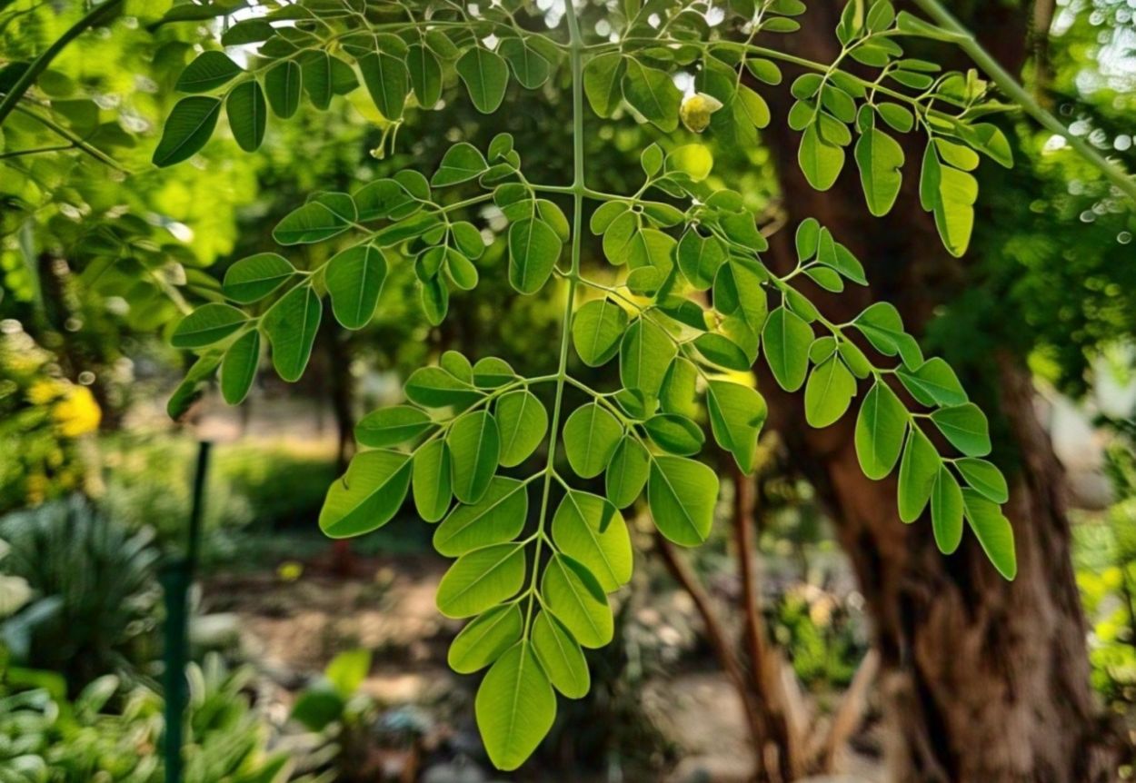 Mengejutkan! Ini 5 Fakta Tentang Mitos Daun Kelor Bisa Nyembuhin Kanker