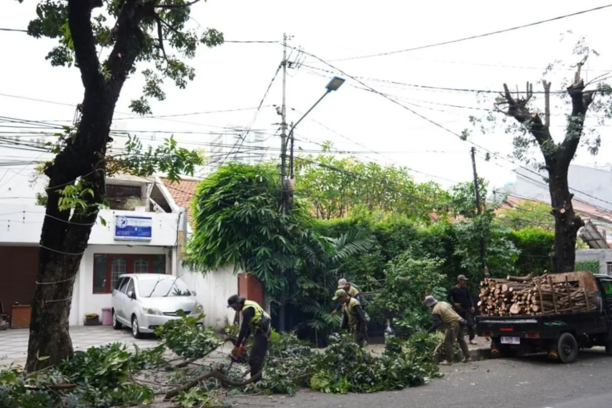 Pemangkasan Pohon Mahoni di Tebet Cegah Risiko Tumbang Selama Musim Hujan