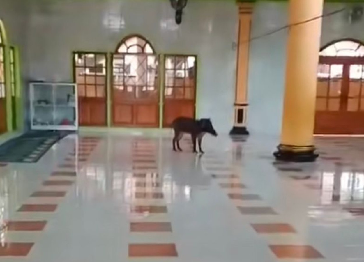 Viral! Babi Hutan Masuk Masjid di Cianjur, Warga Heboh