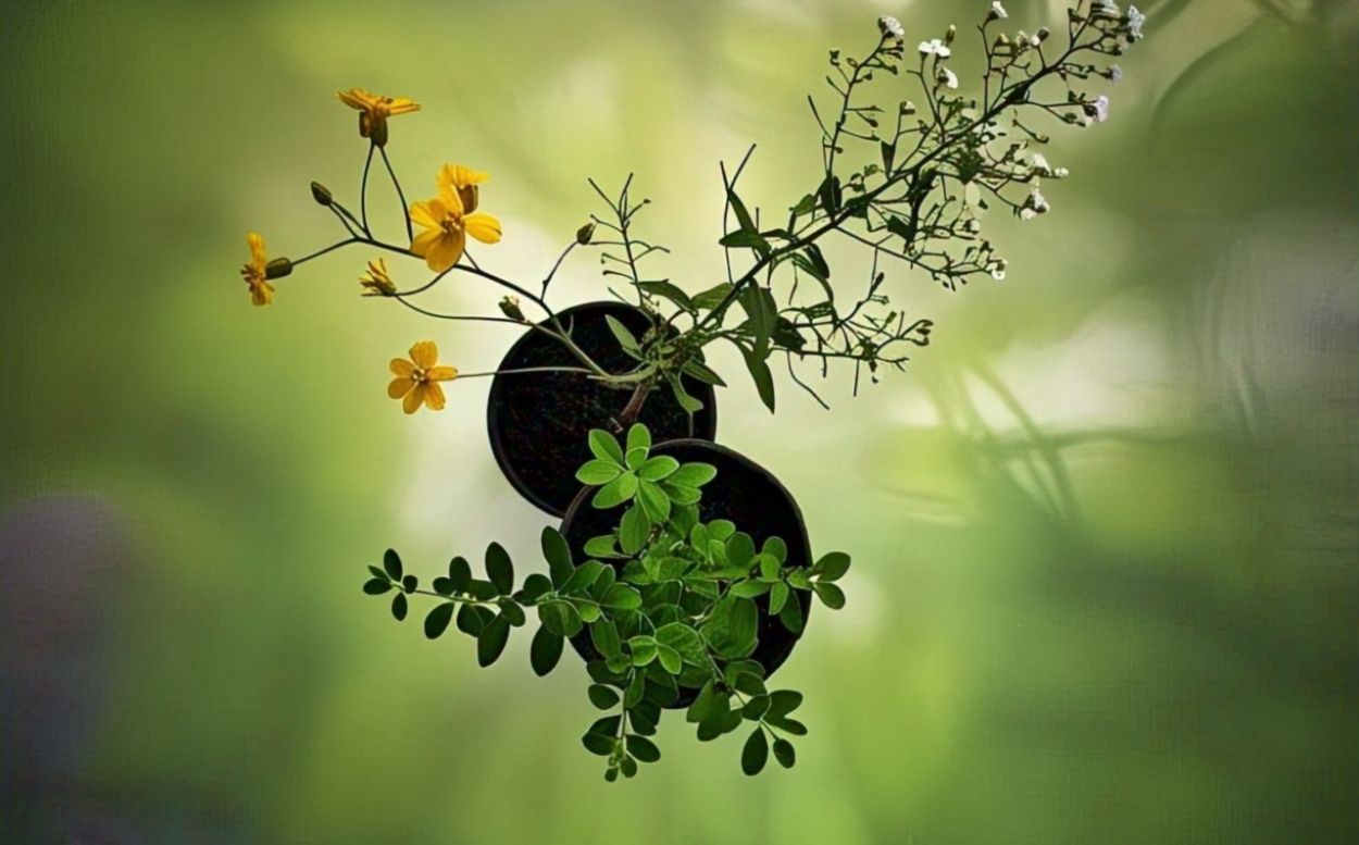 Wajib Tau, Ini 7 Fakta Menarik soal Herbal Pendamping Kemoterapi yang Aman