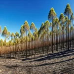 2 pyrophytic plants found in australia