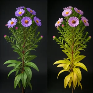 Aster yellows