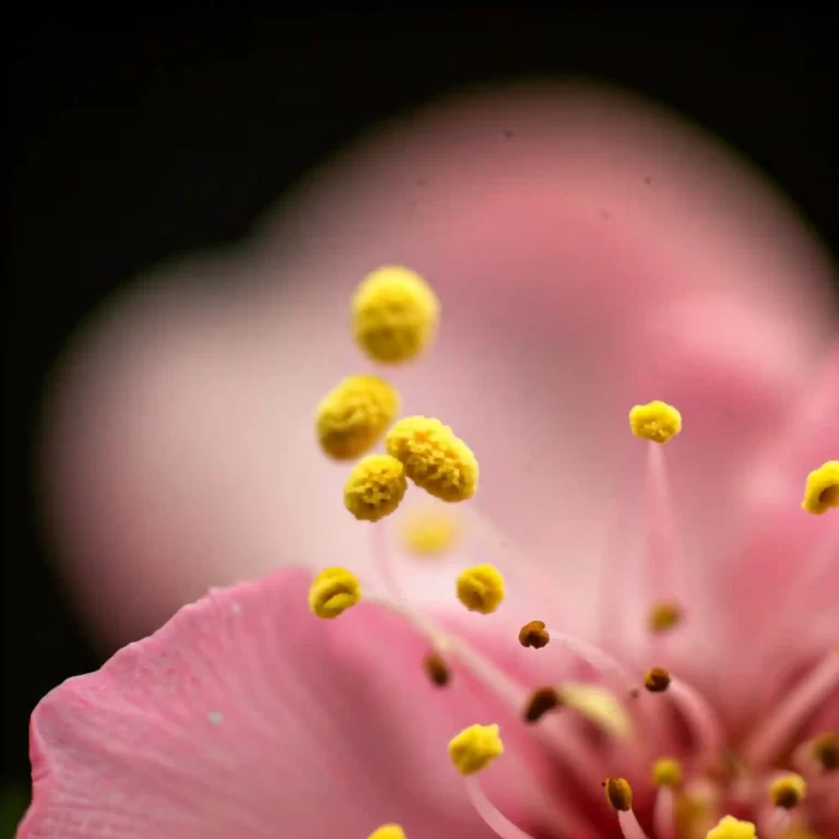 Blossom Blight: Save Your Fruit Trees From This Fungal Foe