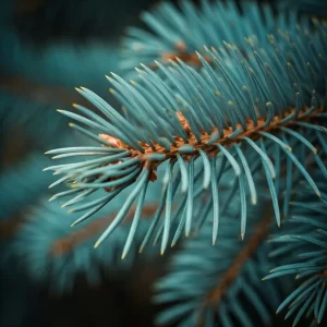 Blue spruce needle cast