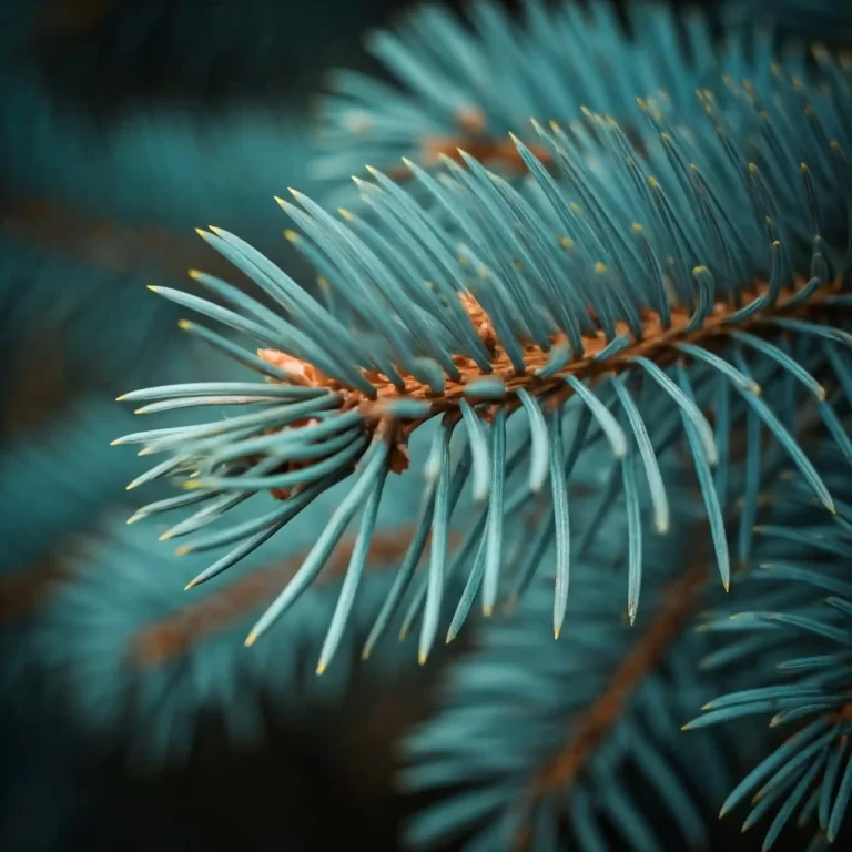 Blue Spruce Needle Cast: 7 Crucial Steps to Save Your Trees