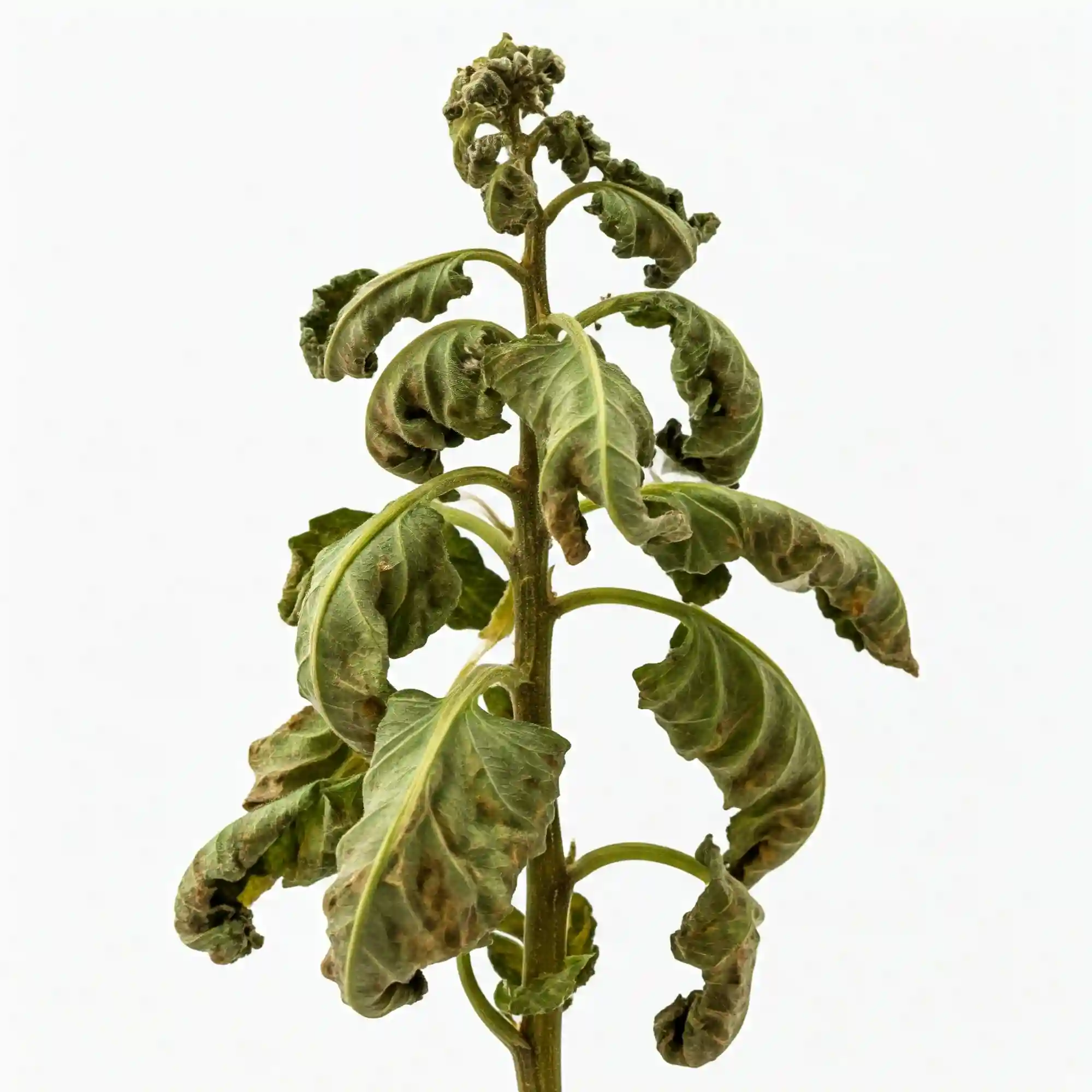 Botrytis crown rot