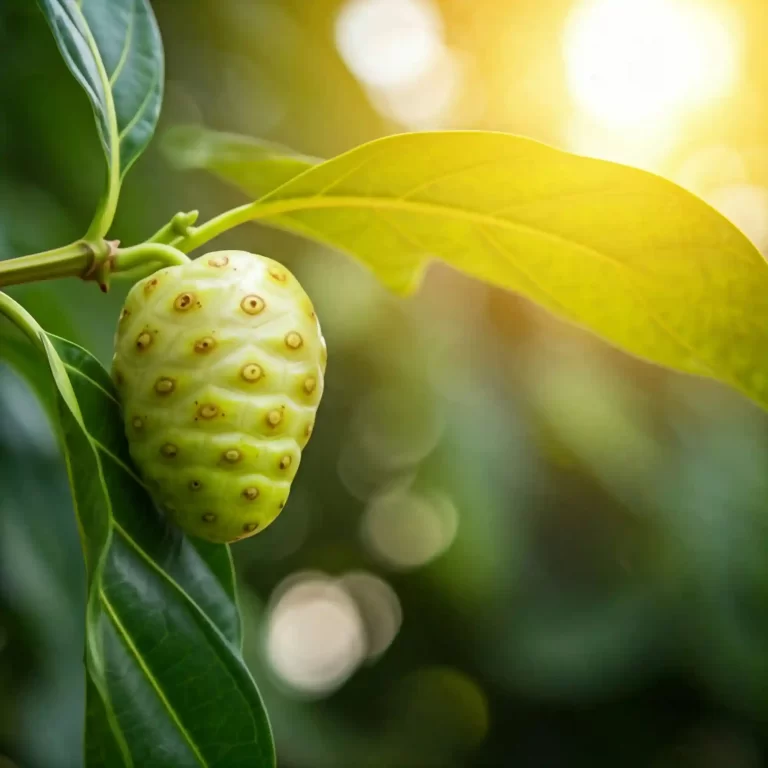 How to Grow Noni Herbs: The Ultimate Guide for Thriving Plants