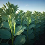 broad beans